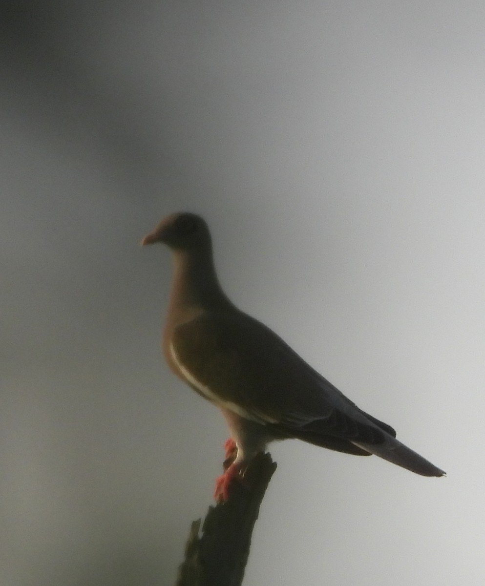 Bare-eyed Pigeon - ML647225145