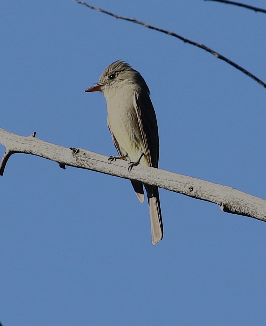 Піві великий - ML647225151