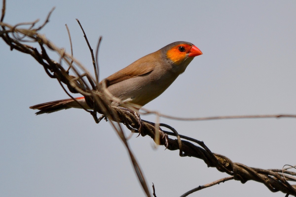 Al Yanaklı Mumgaga - ML647225163