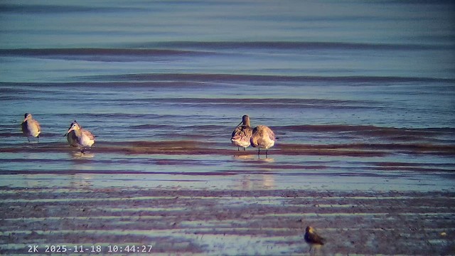 Bar-tailed Godwit - ML647225196
