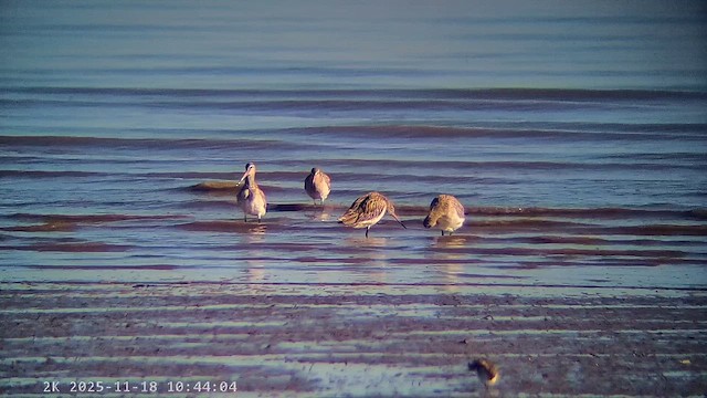 Bar-tailed Godwit - ML647225198
