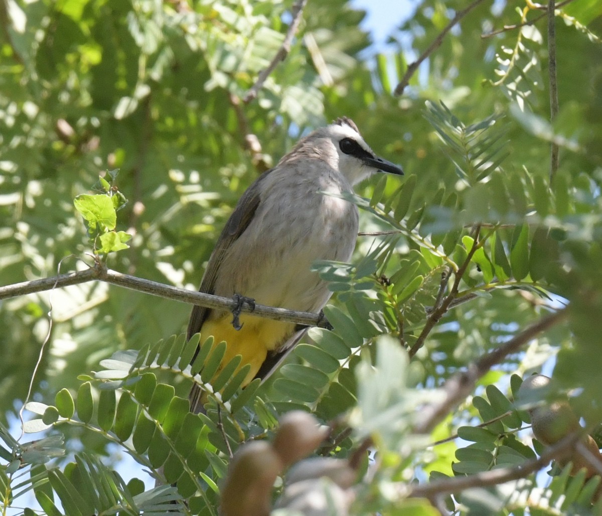 Yellow-vented Bulbul - ML647225209