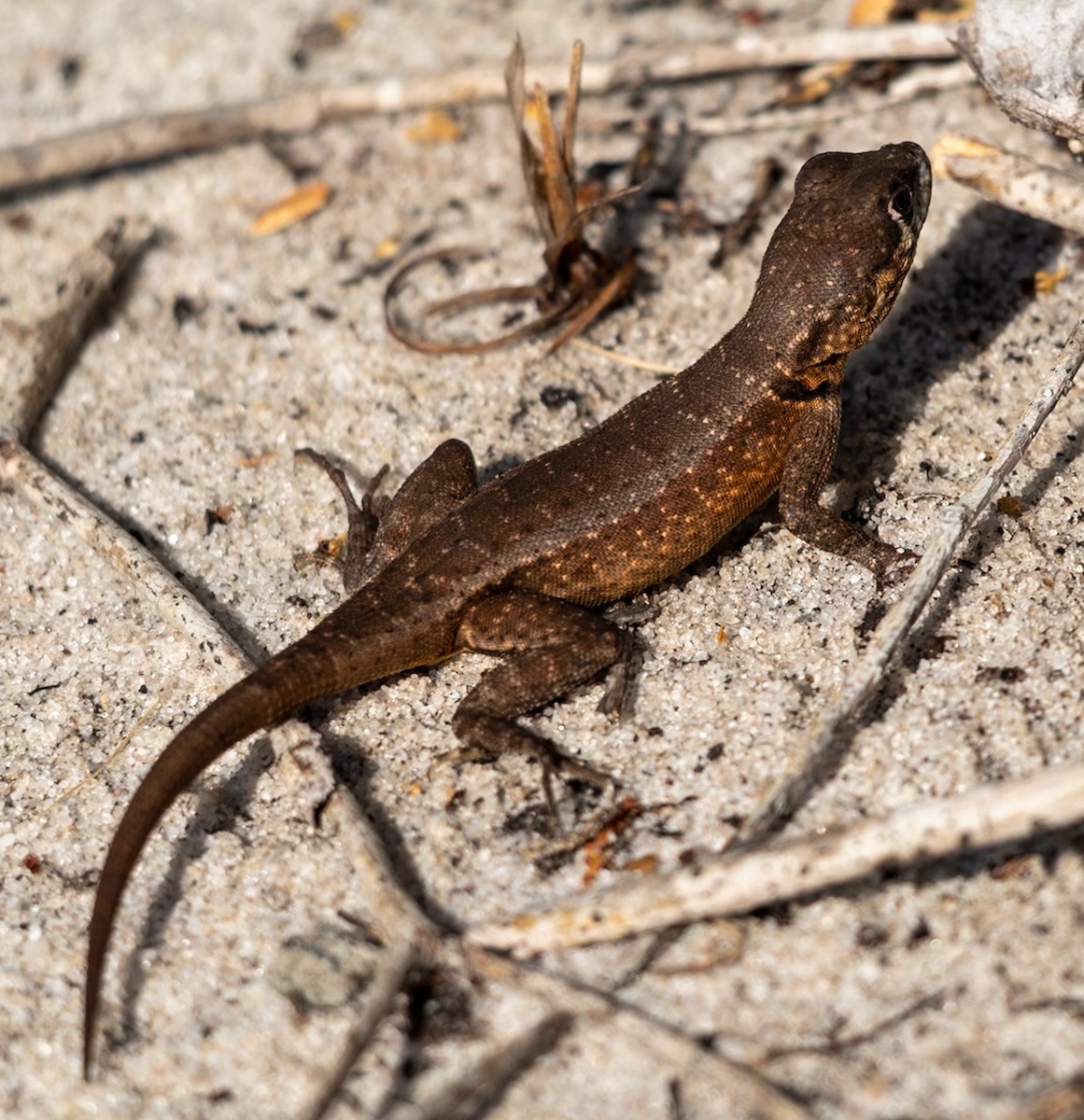 動物界 - ML647225211