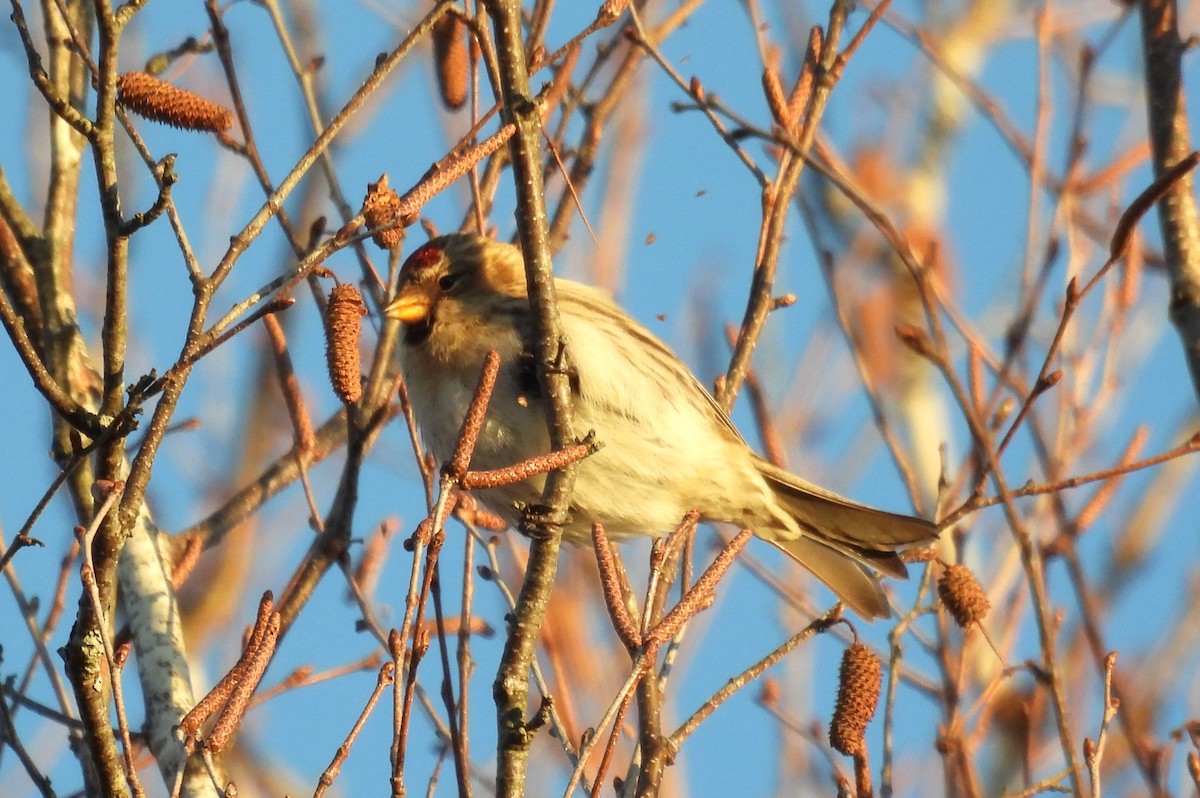 gråsisik - ML647225222