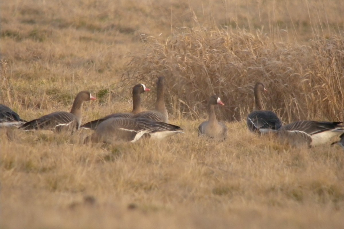 Lesser White-fronted Goose - ML647225223