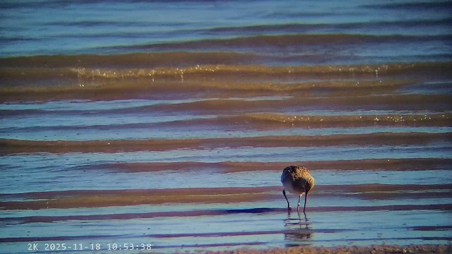Bar-tailed Godwit - ML647225224