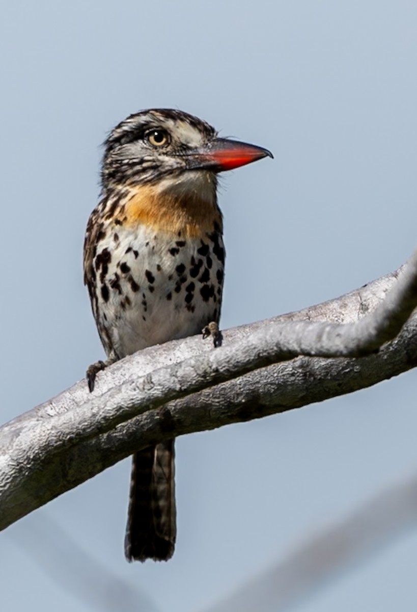 Spot-backed Puffbird - ML647225229