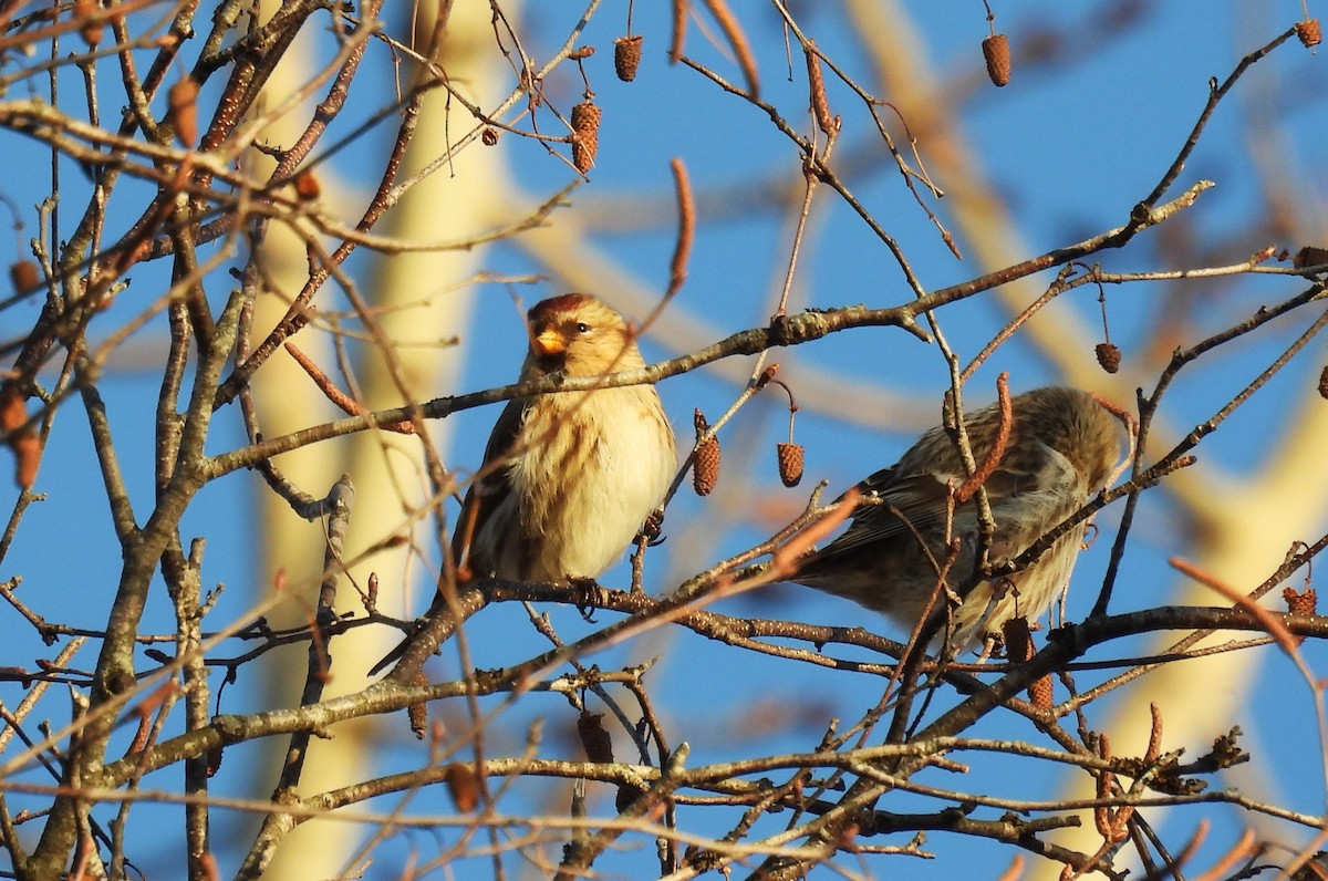 gråsisik - ML647225230