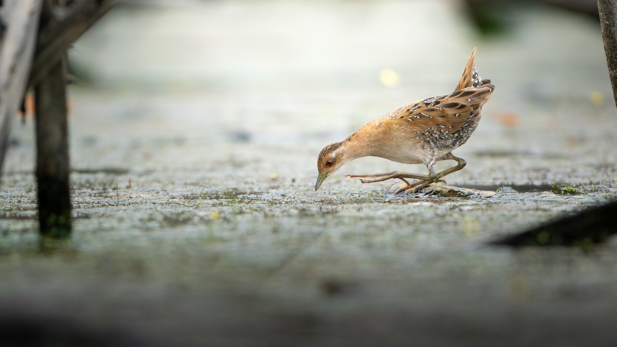 Marouette de Baillon - ML647225231