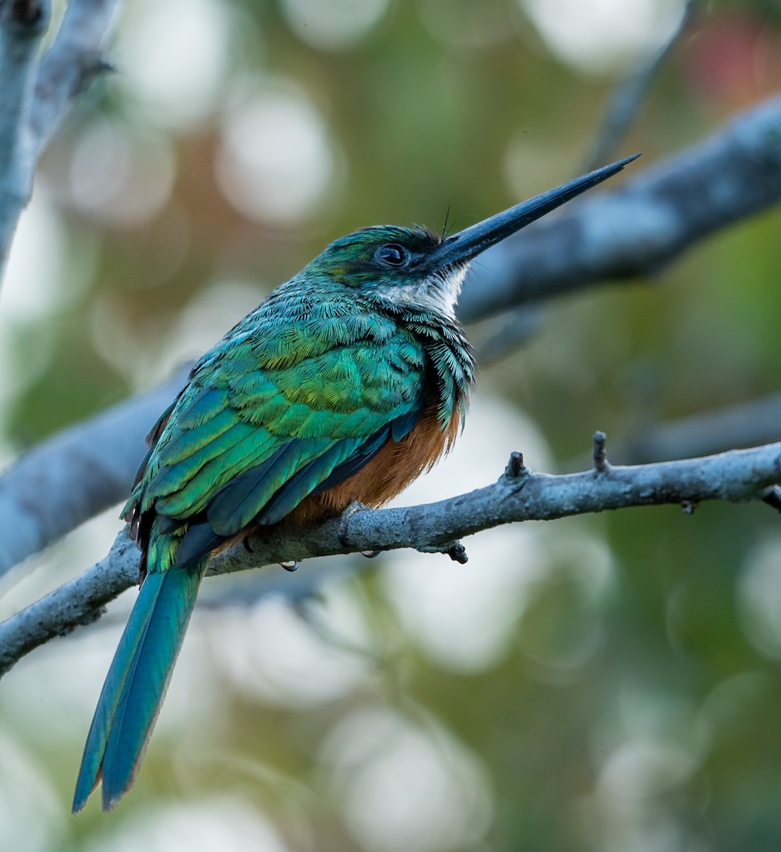 Rufous-tailed Jacamar - ML647225241