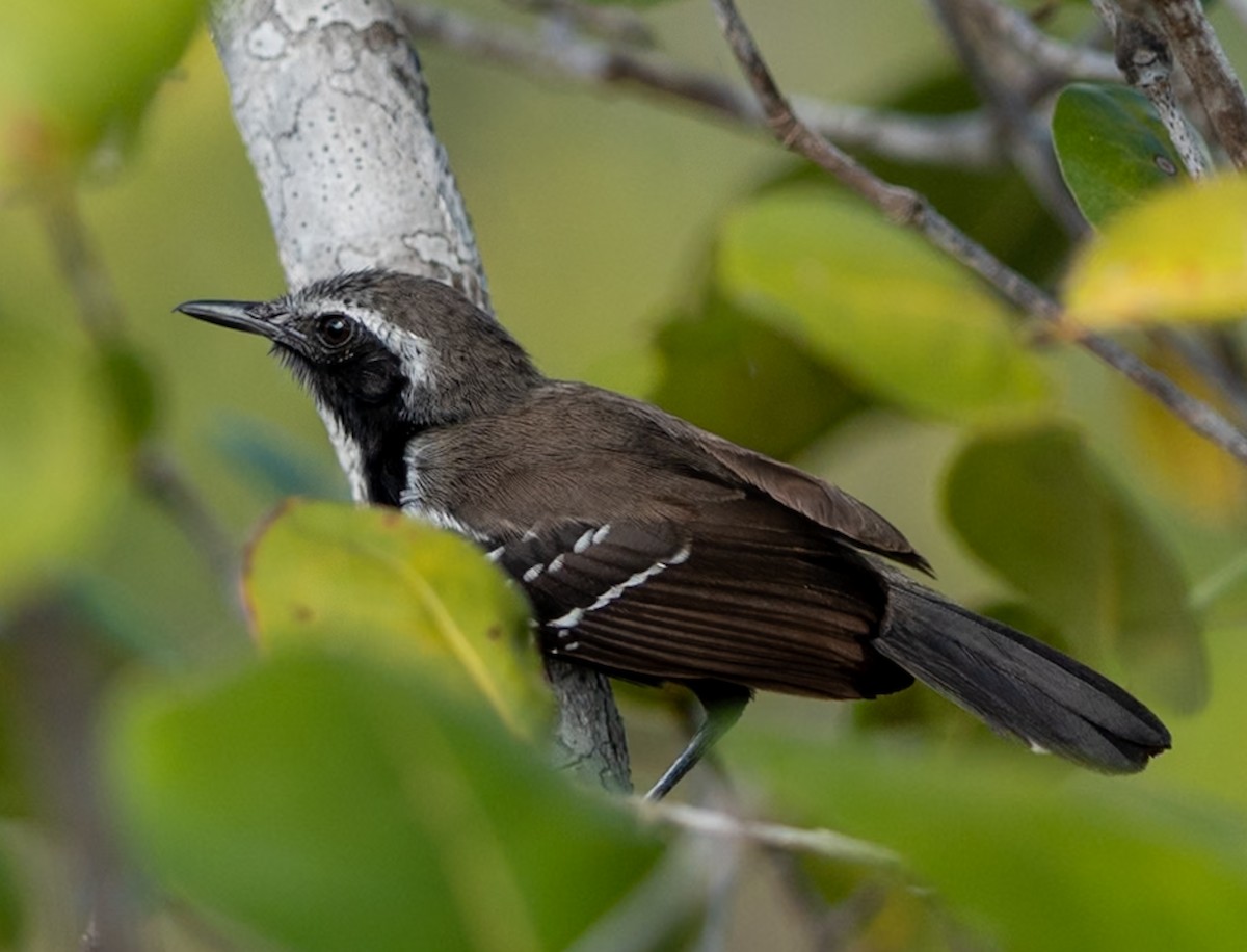 Southern White-fringed Antwren - ML647225244