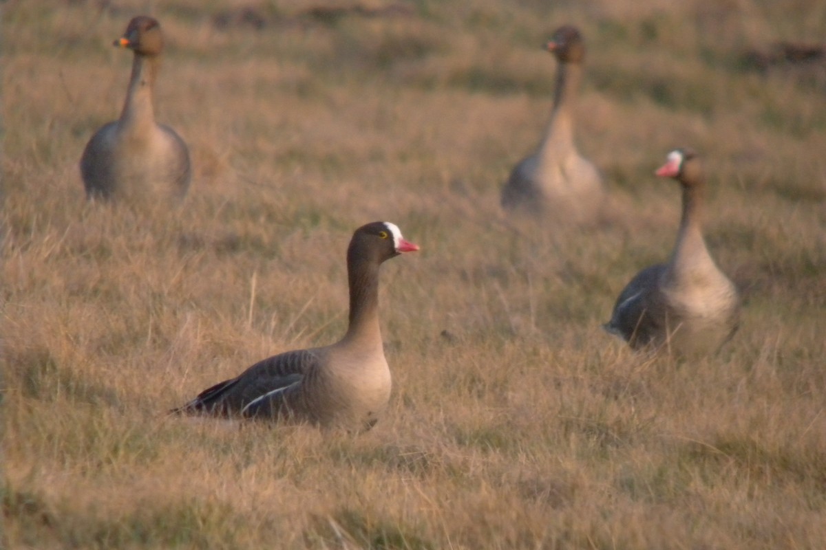 Lesser White-fronted Goose - ML647225245