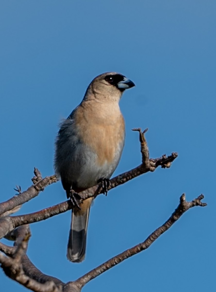 Cinnamon Tanager - ML647225251