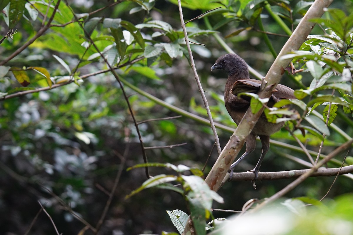 Gray-headed Chachalaca - ML647225258