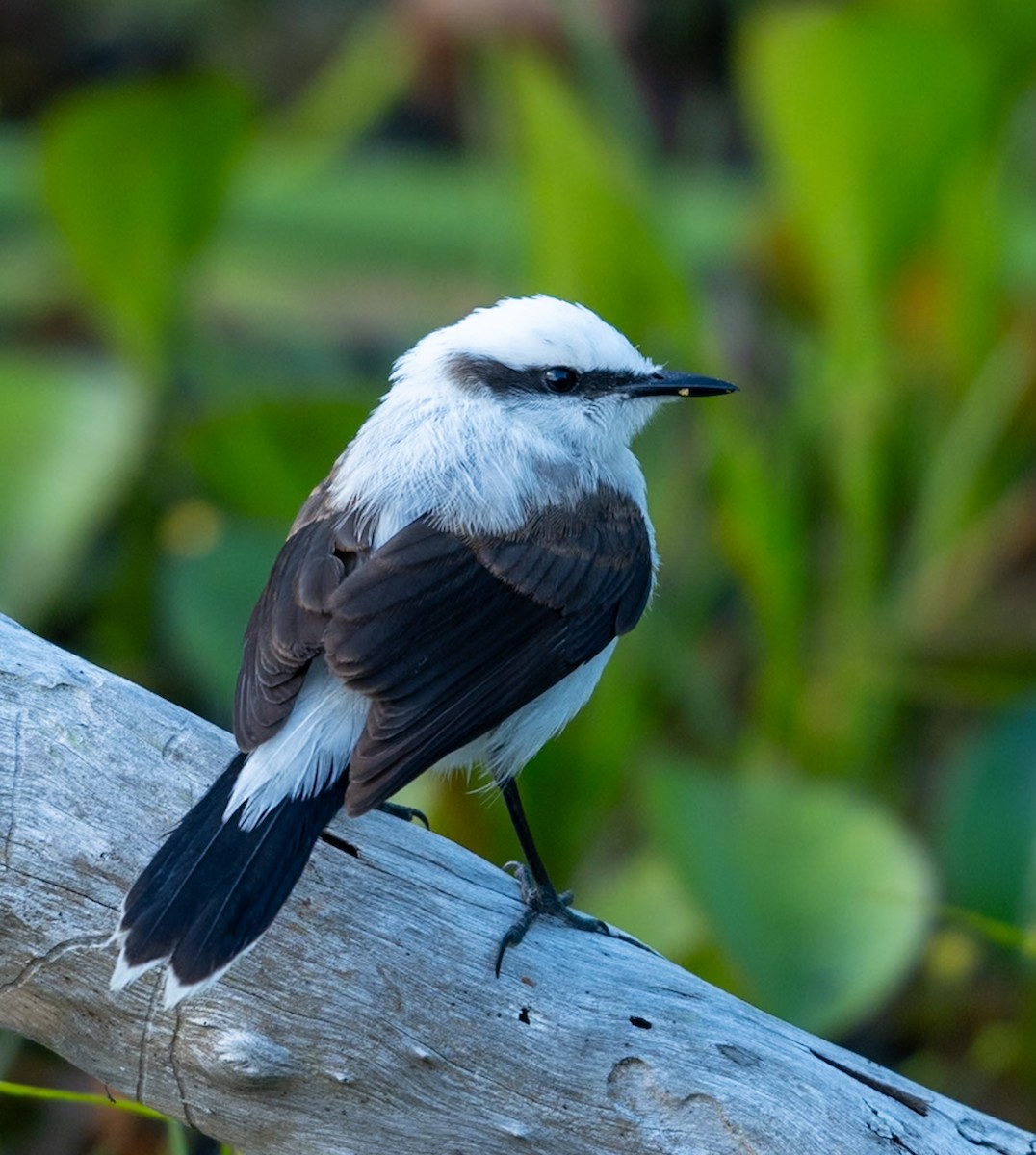 Masked Water-Tyrant - ML647225259