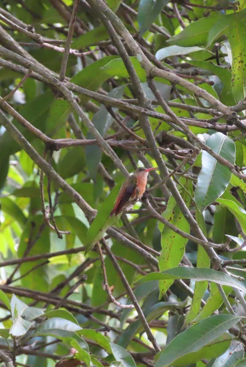 Cinnamon Hummingbird - ML647225263