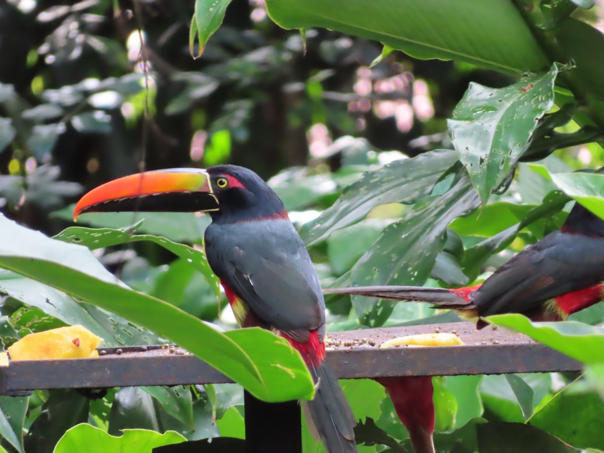 Fiery-billed Aracari - ML647225269