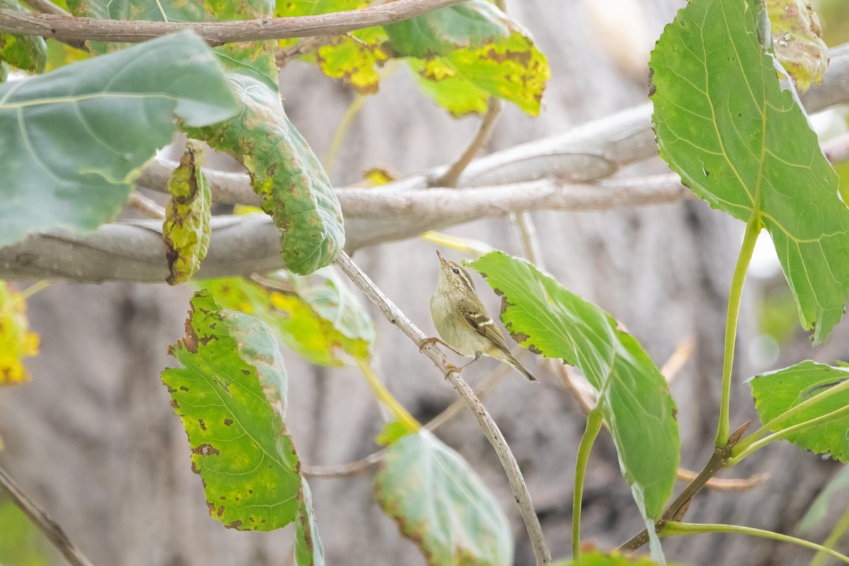 Yellow-browed Warbler - ML647225271