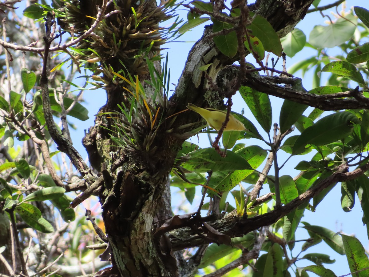 Sarı Ötleğen - ML647225272