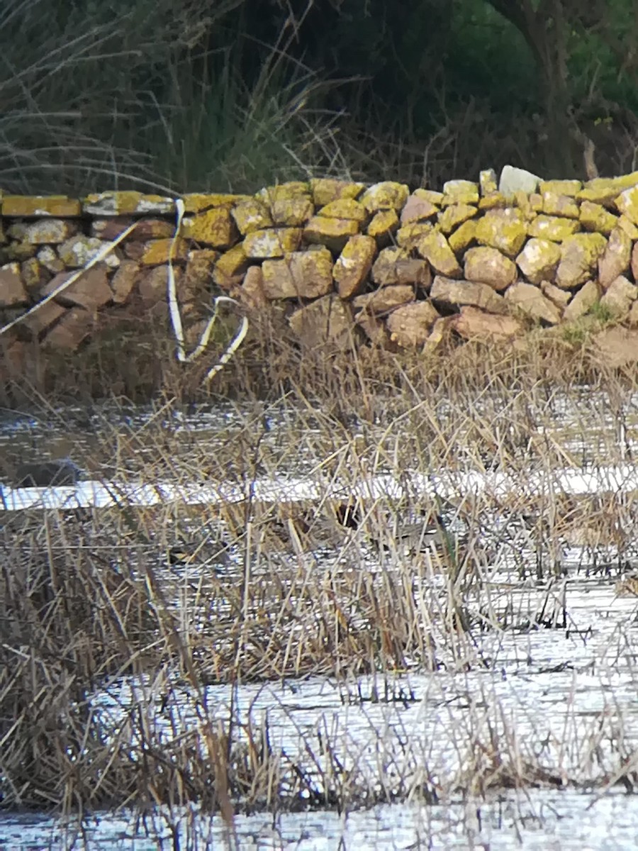 Sarcelle d'hiver - ML647225277