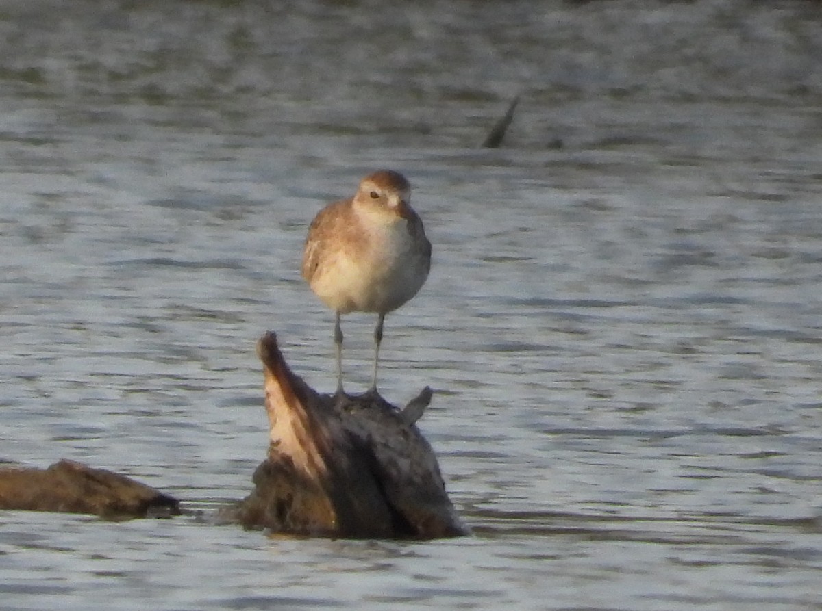 Black-bellied Plover - ML647225280