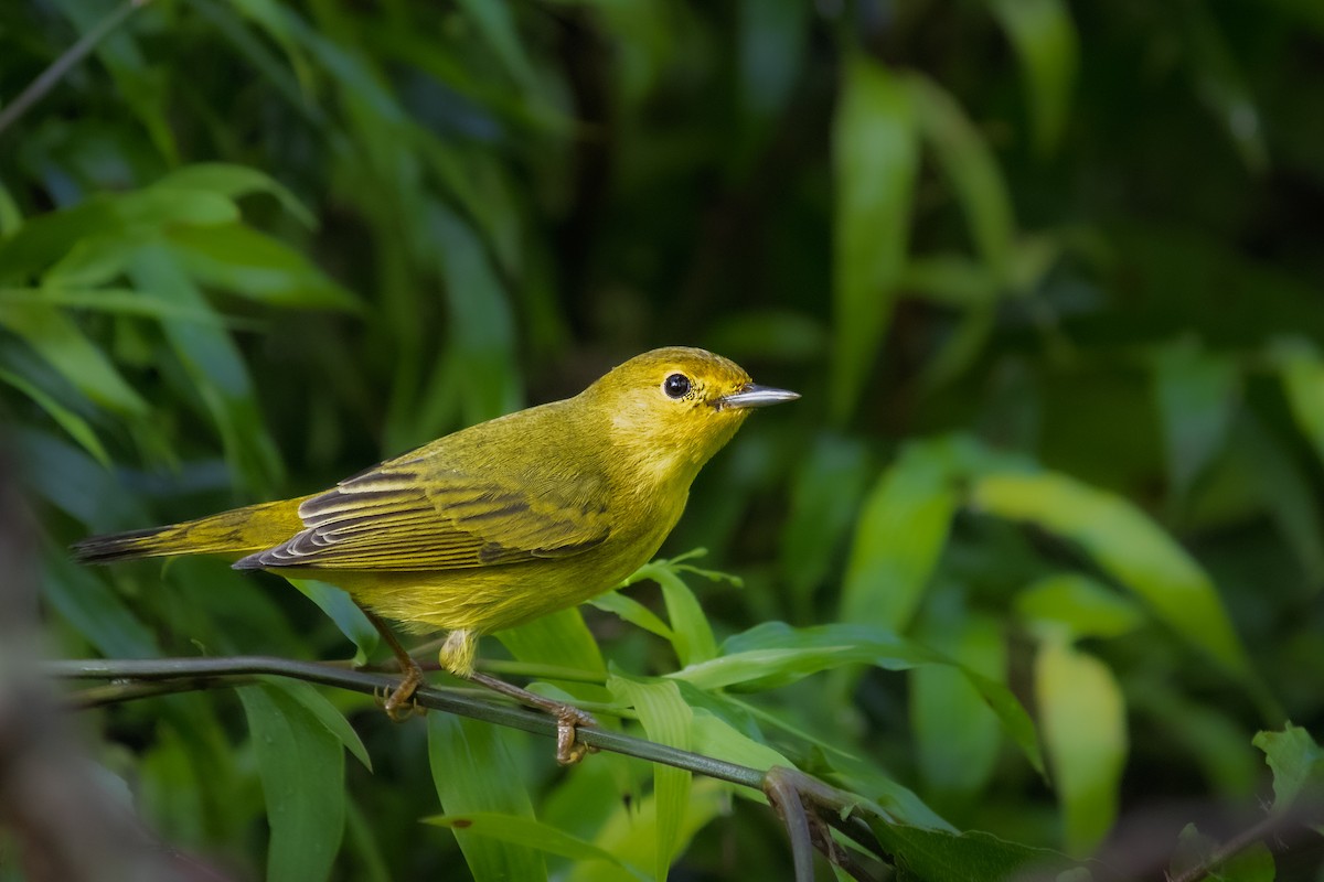 Sarı Ötleğen - ML647225282