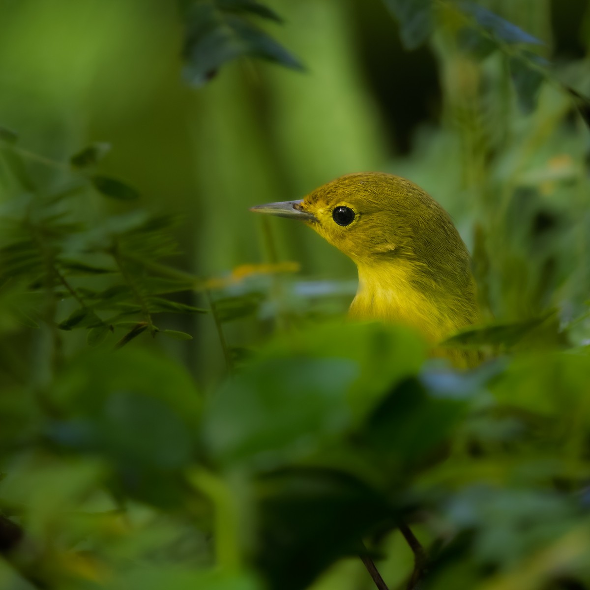 Sarı Ötleğen - ML647225283