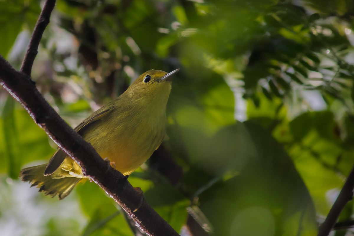 Sarı Ötleğen - ML647225284