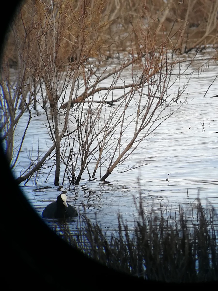 Foulque macroule - ML647225287