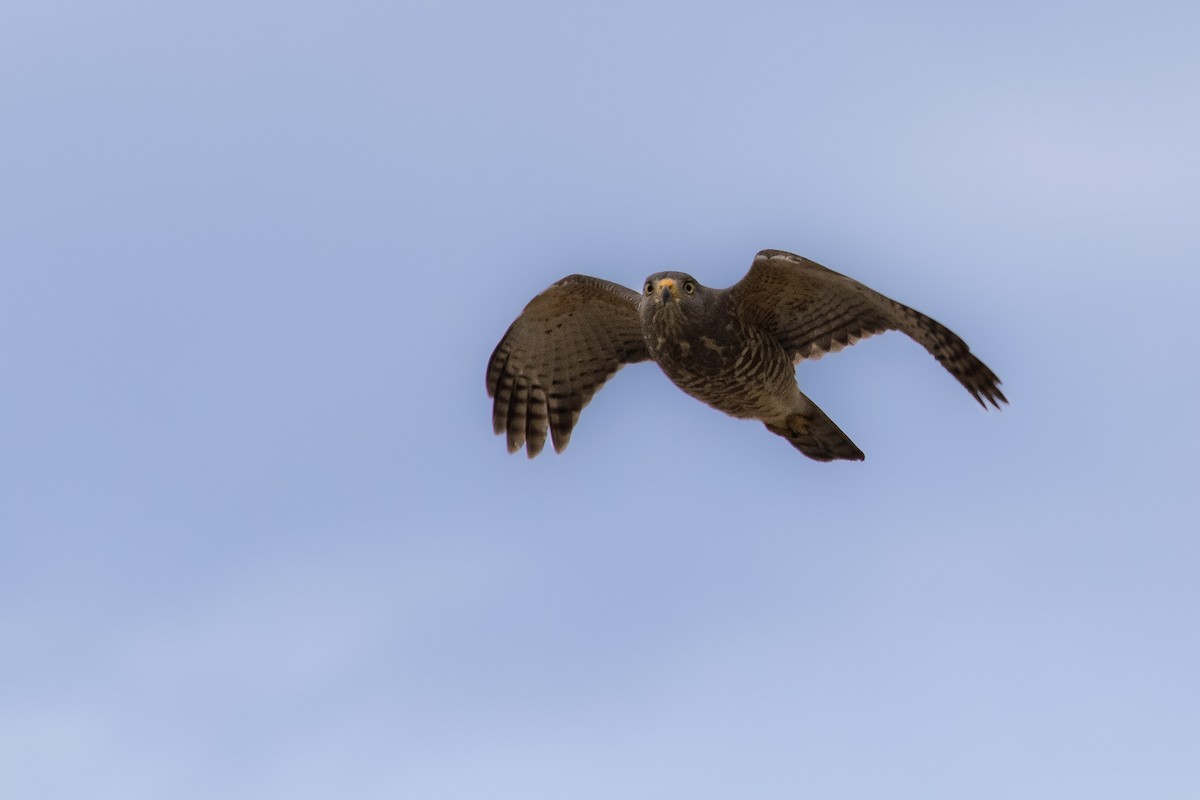 Roadside Hawk - ML647225328