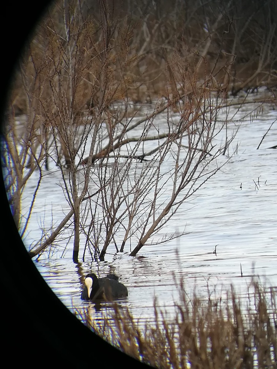 Foulque macroule - ML647225336