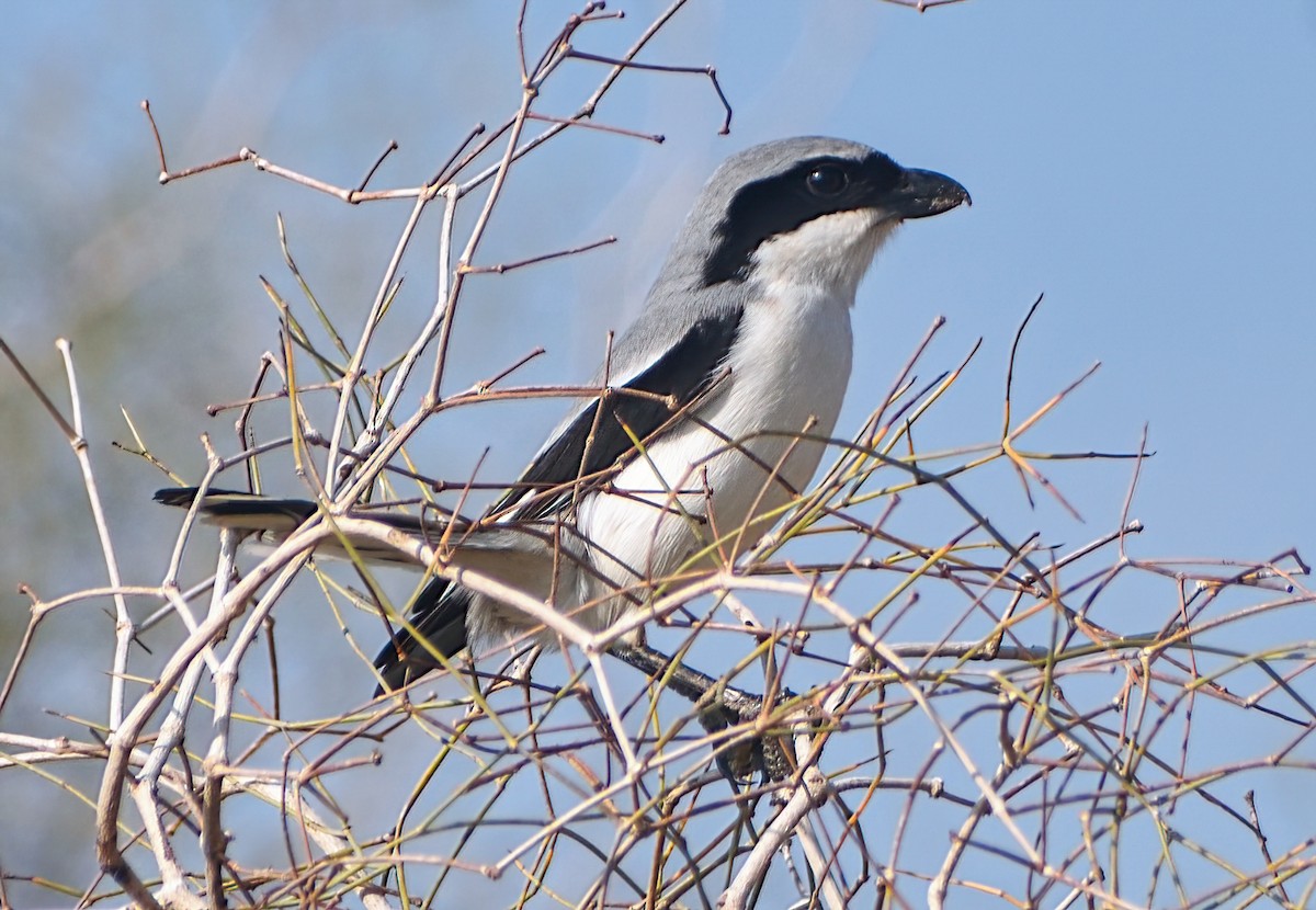 Great Gray Shrike - ML647225341
