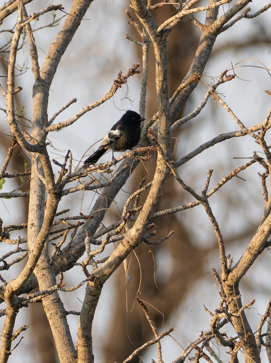 Güneyli Kömürcü Baştankara - ML647225348