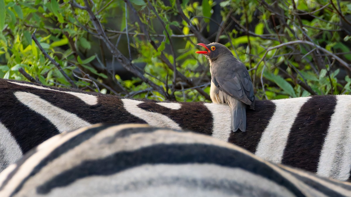 rødnebboksehakker - ML647225350