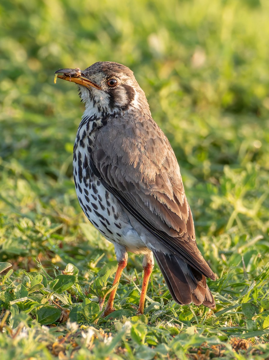Groundscraper Thrush - ML647225356