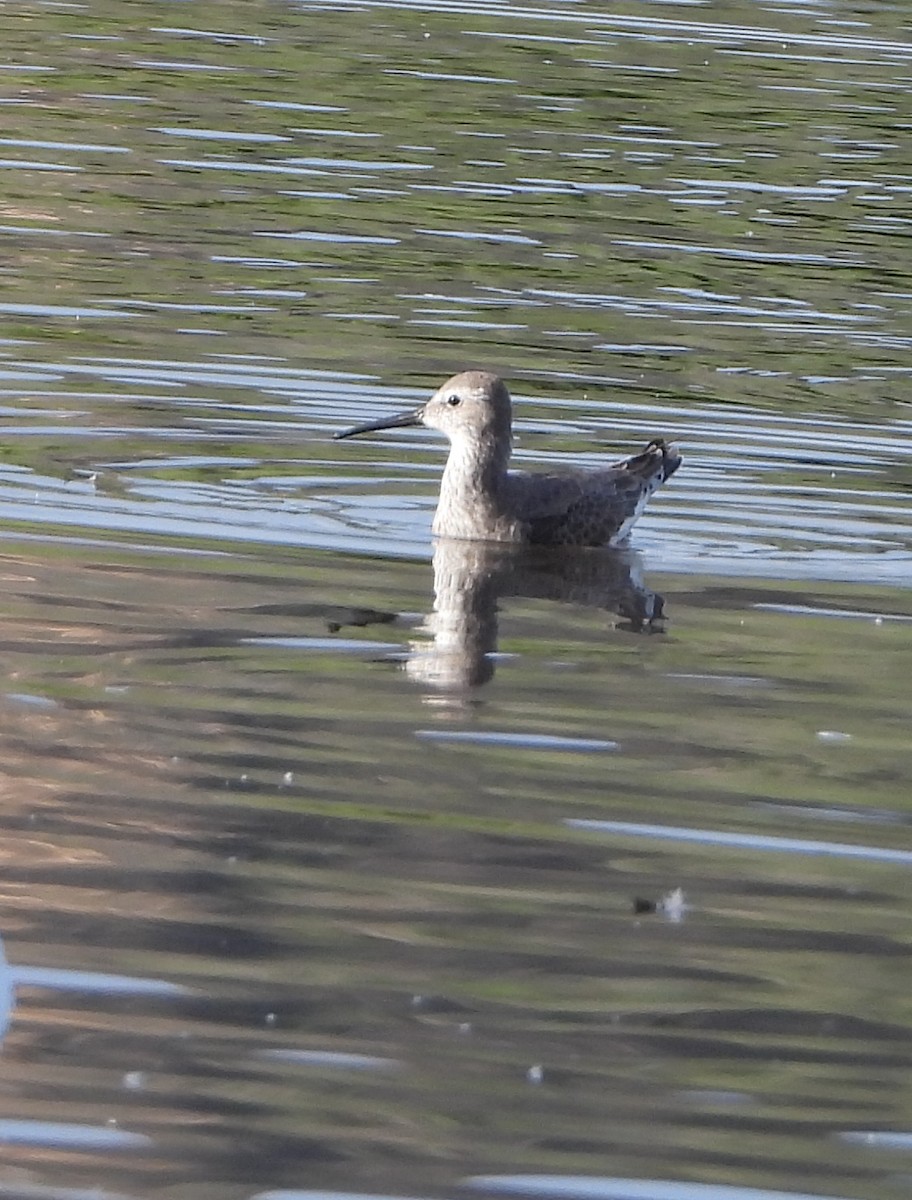 Stilt Sandpiper - ML647225364