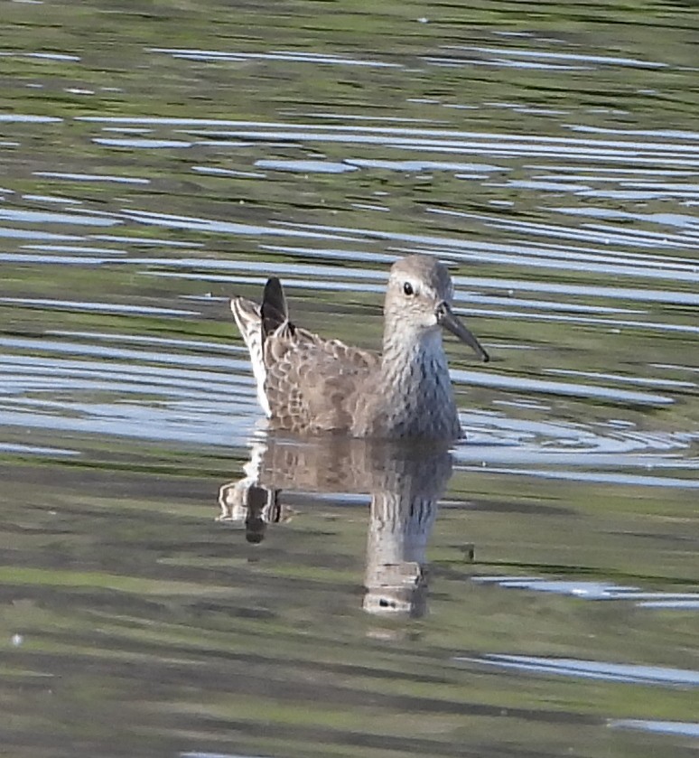 Stilt Sandpiper - ML647225372
