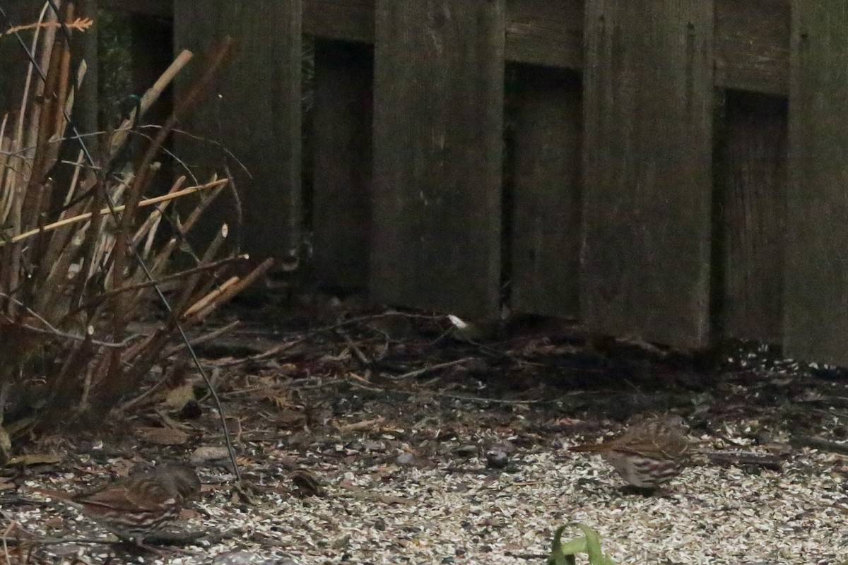 Passerella variabile - ML647225375