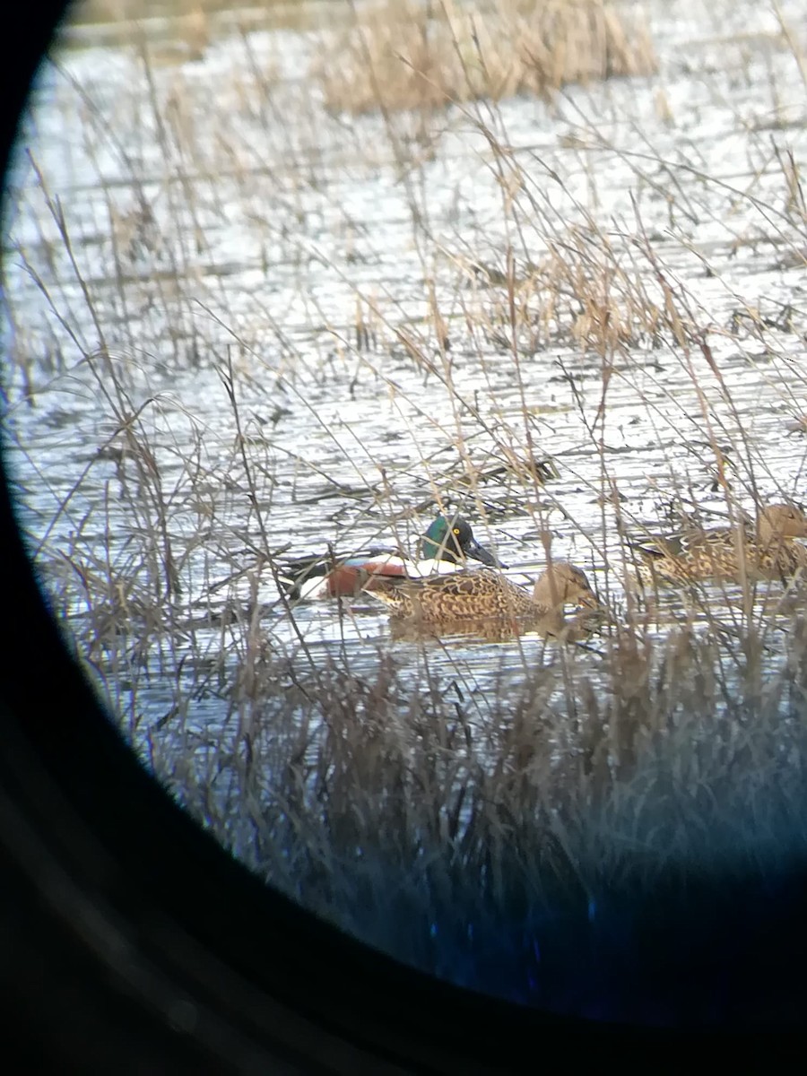 Canard souchet - ML647225383