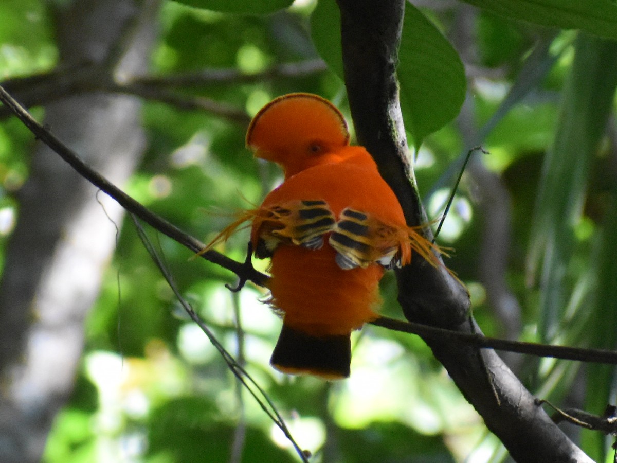 イワドリ - ML647225384