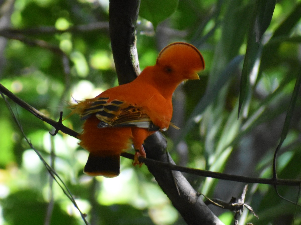 イワドリ - ML647225385