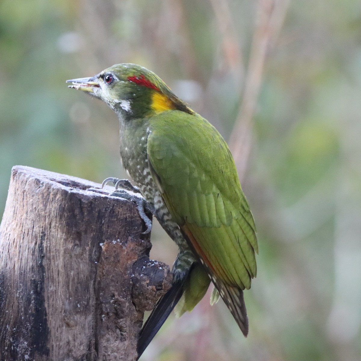 Küçük Sarıense - ML647225398