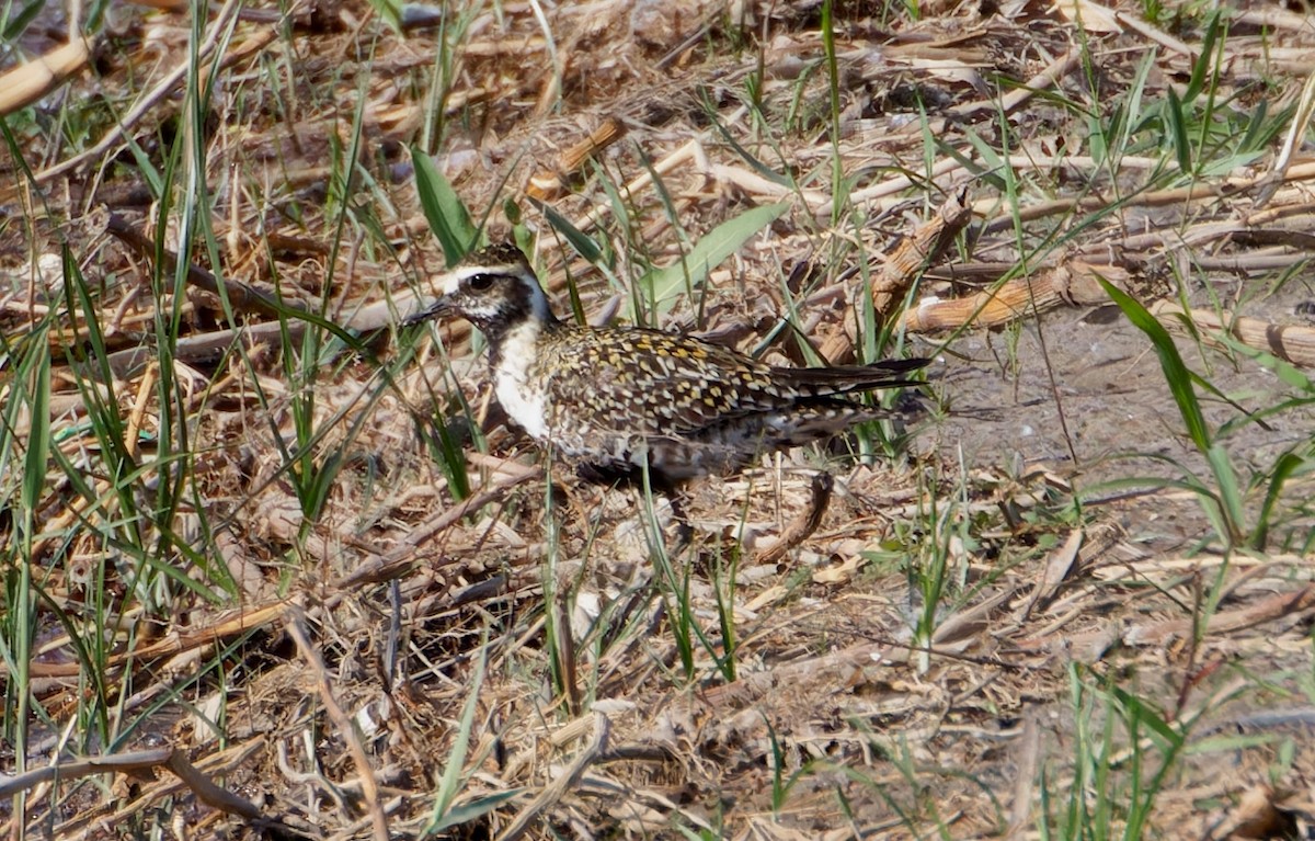 kulík pacifický - ML647225404