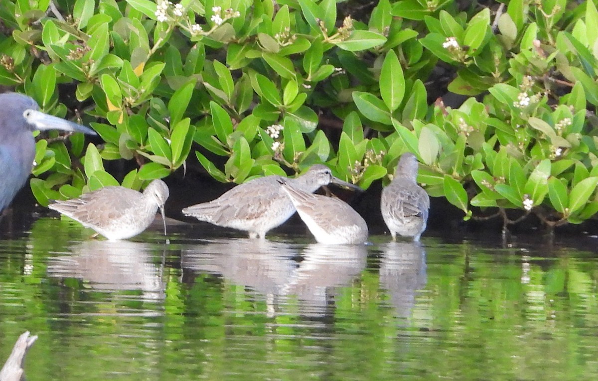 ハジロオオシギ - ML647225415