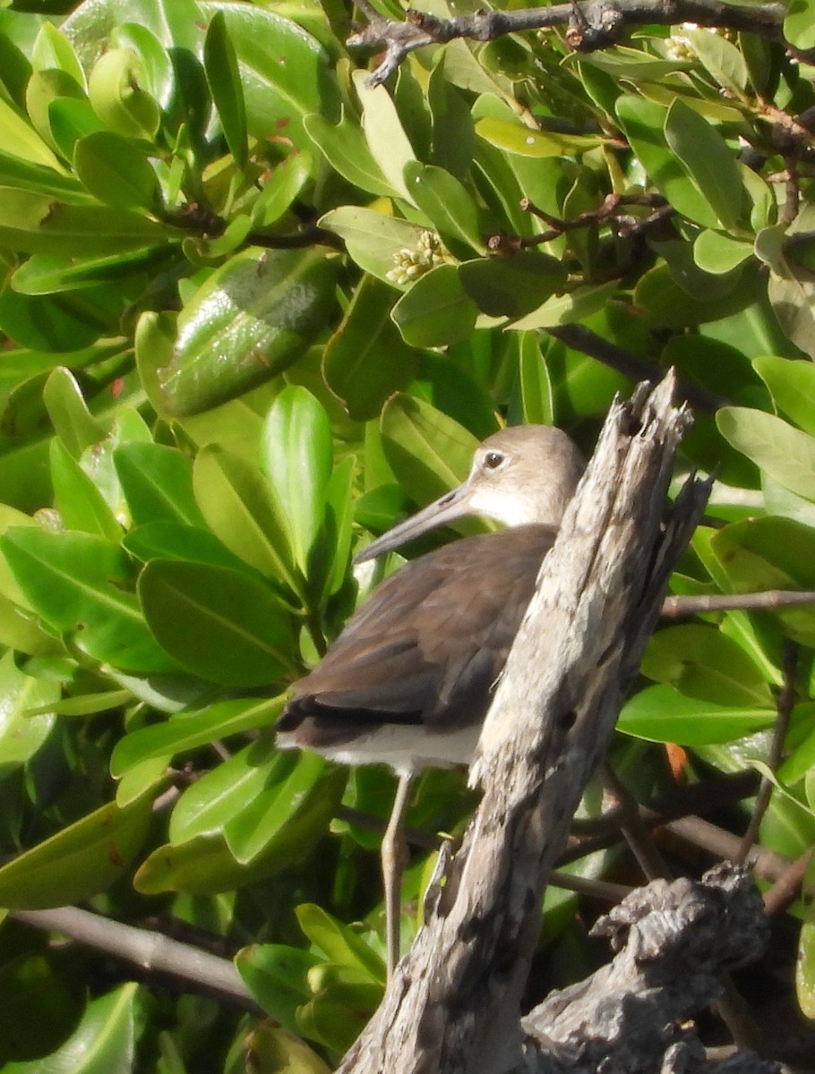 ハジロオオシギ - ML647225416