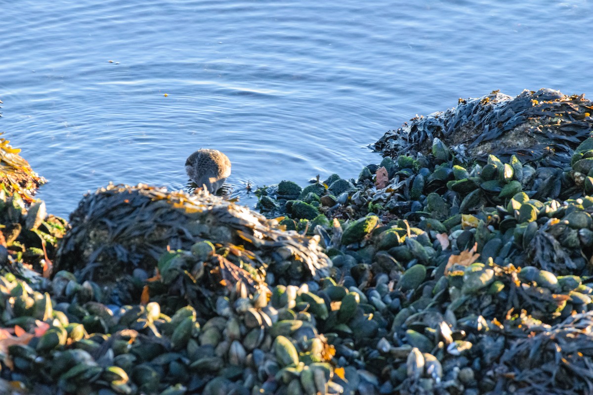 Побережник морський - ML647225417