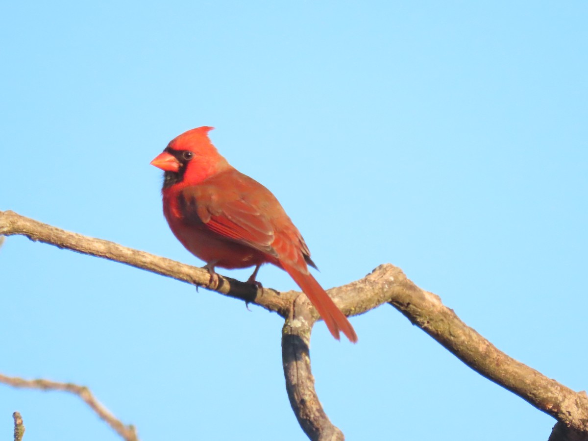 Кардинал червоний - ML647225418