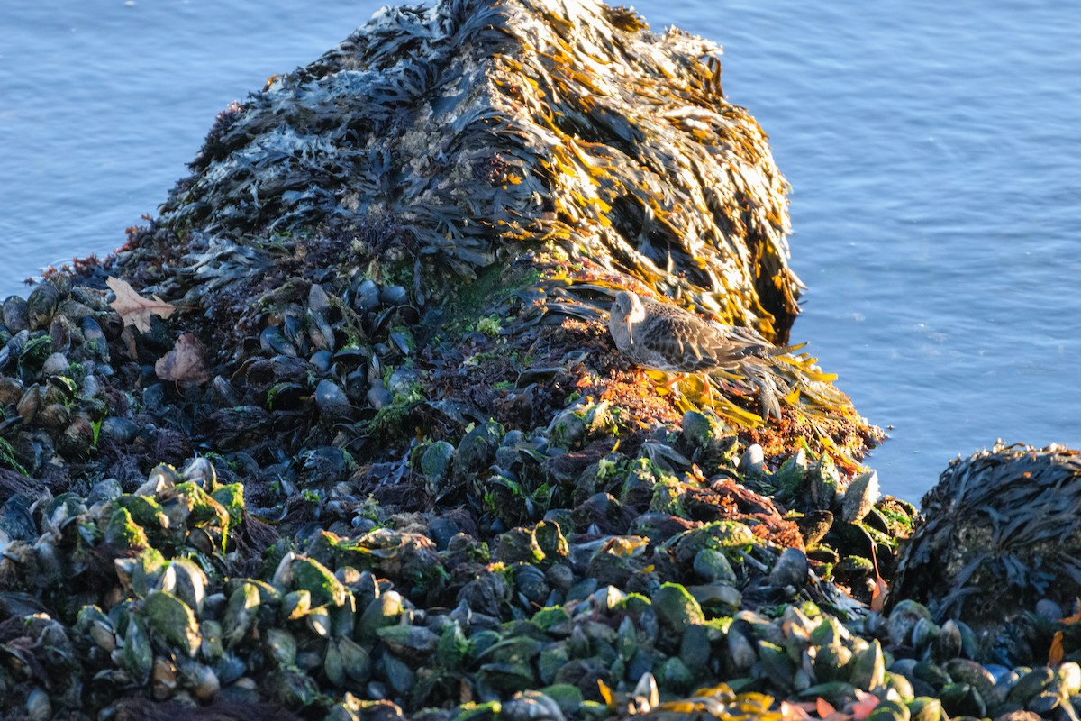 Побережник морський - ML647225419