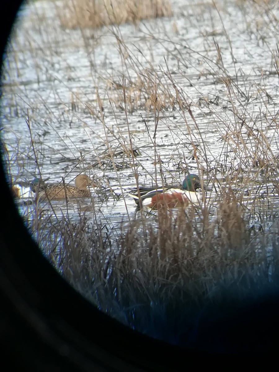 Широконіска північна - ML647225420