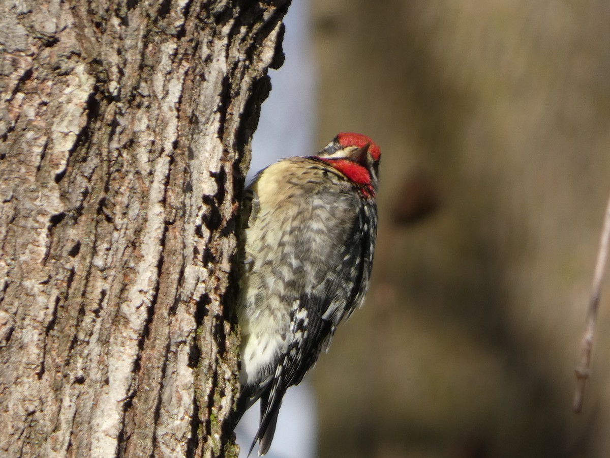 Дятел-смоктун жовточеревий - ML647225424